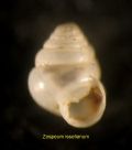 Zospeum isselianum